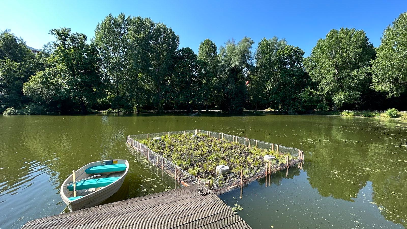 Biodiversité : Bruxelles installe des radeaux végétalisés sur ses étangs