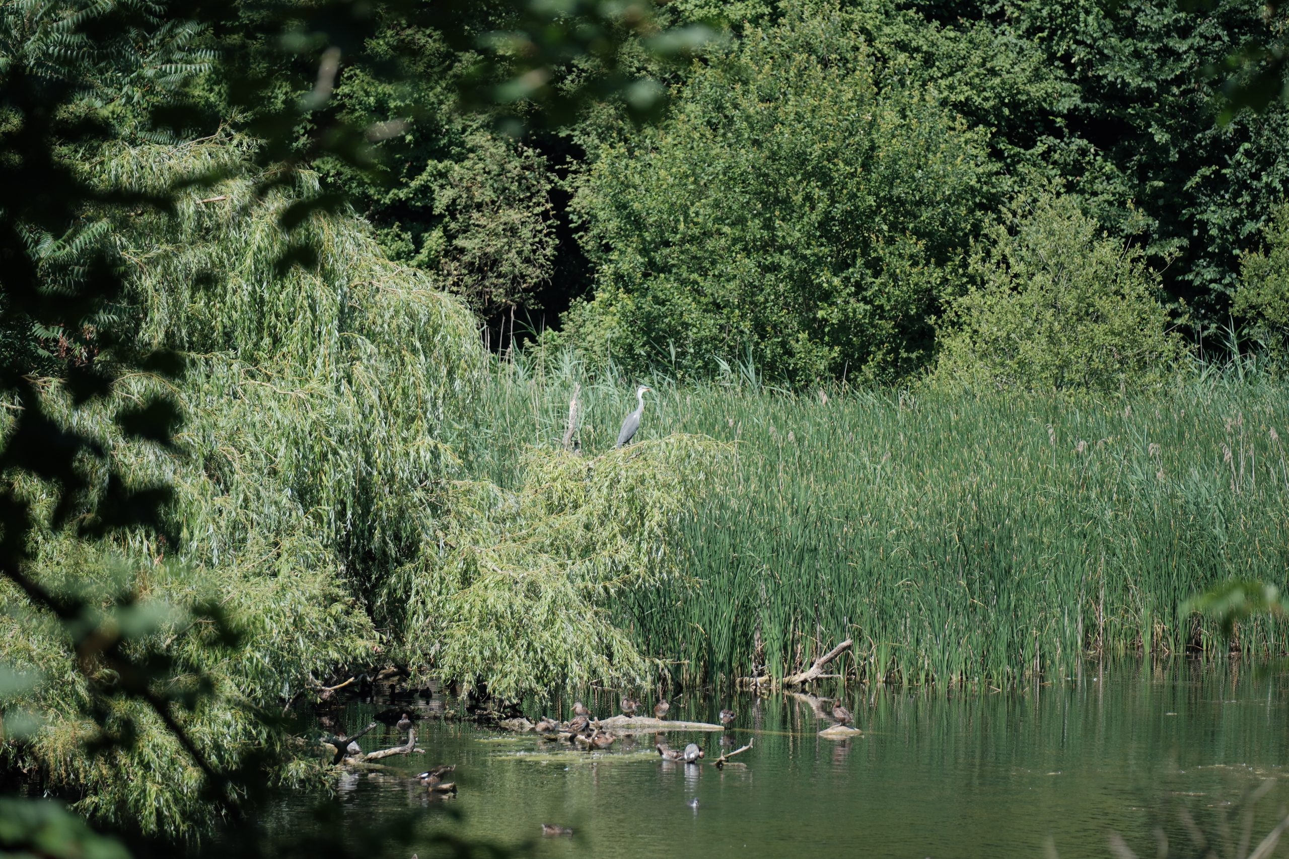 Natura 2000 : Bruxelles protège sa nature