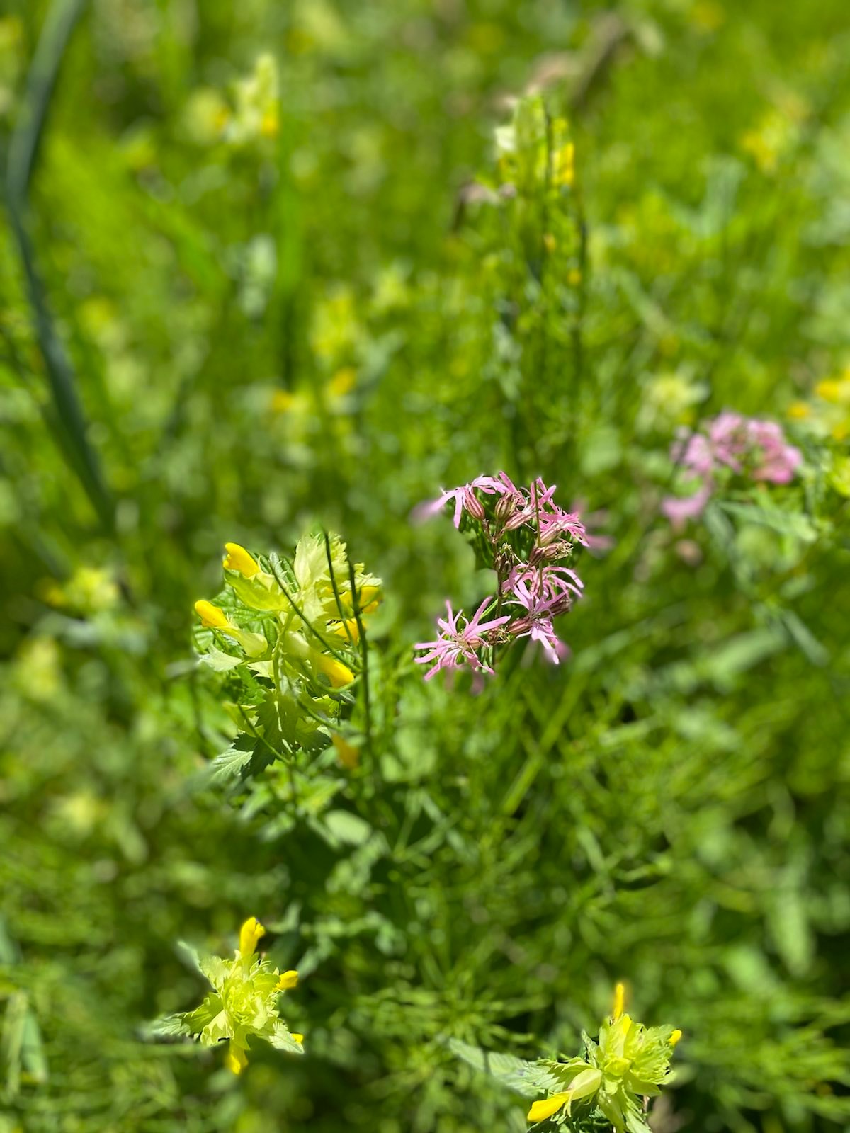 Natura 2000: Brussel beschermt zijn natuur
